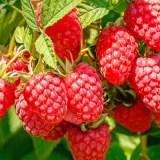 Конек Горбунок_0x160 Наш сад